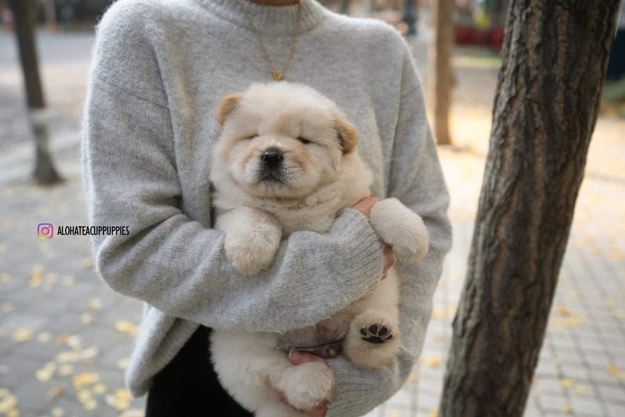 Chow Pups Cream Chow Chow For Sale Sale White Chow Chow Puppies
