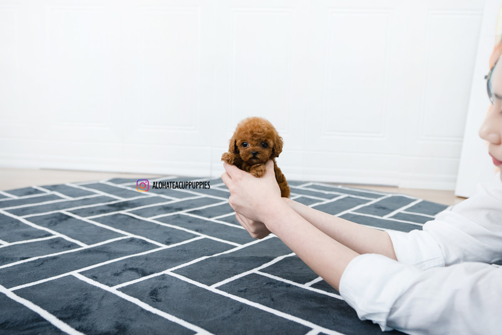 Alice [TEACUP POODLE]