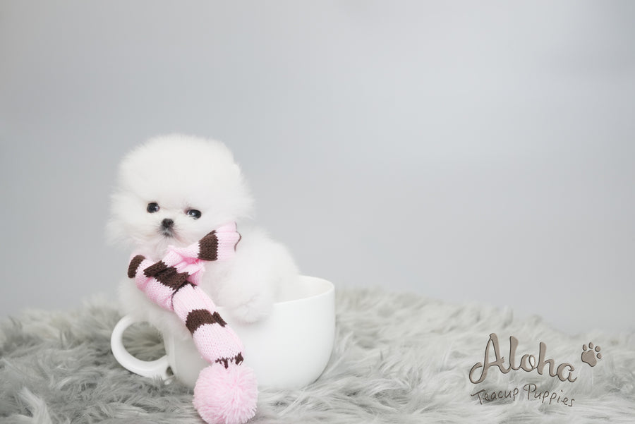 Leah [TEACUP POMERANIAN]