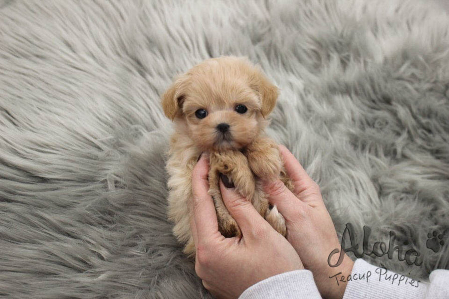 Dorothy [TEACUP Maltipoo]