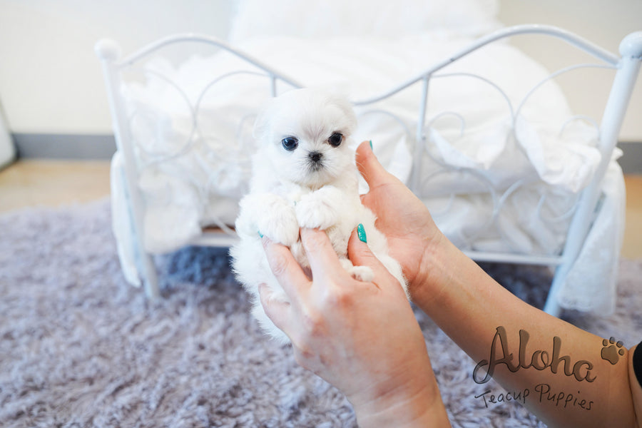 Melon [TEACUP MALTESE]