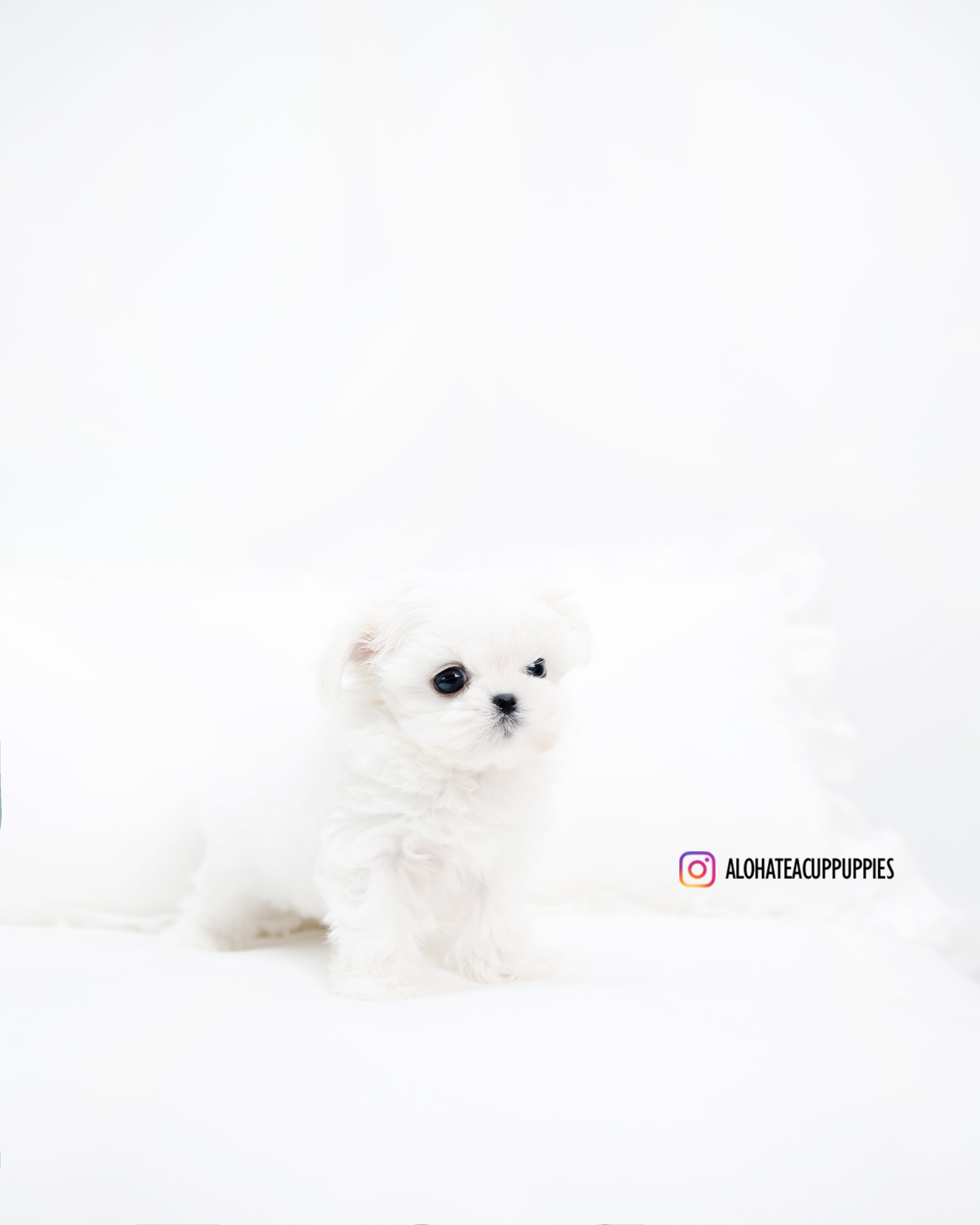 abel [TEACUP MALTESE]