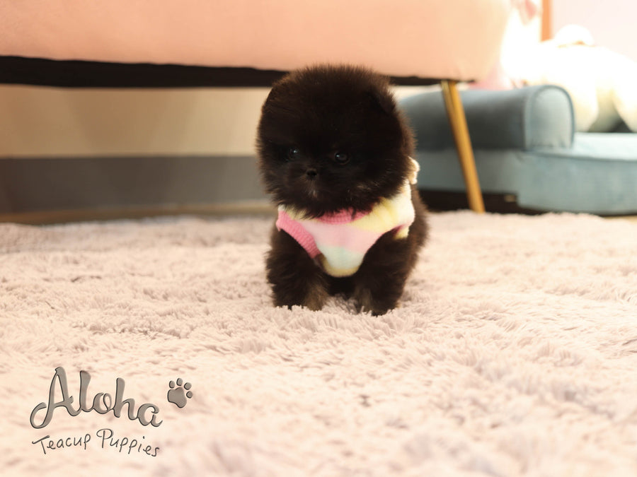 Atom [TEACUP POMERANIAN]