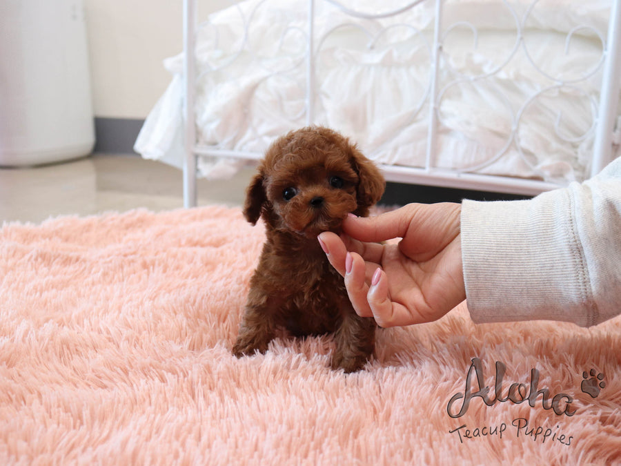 Luna [TEACUP POODLE]