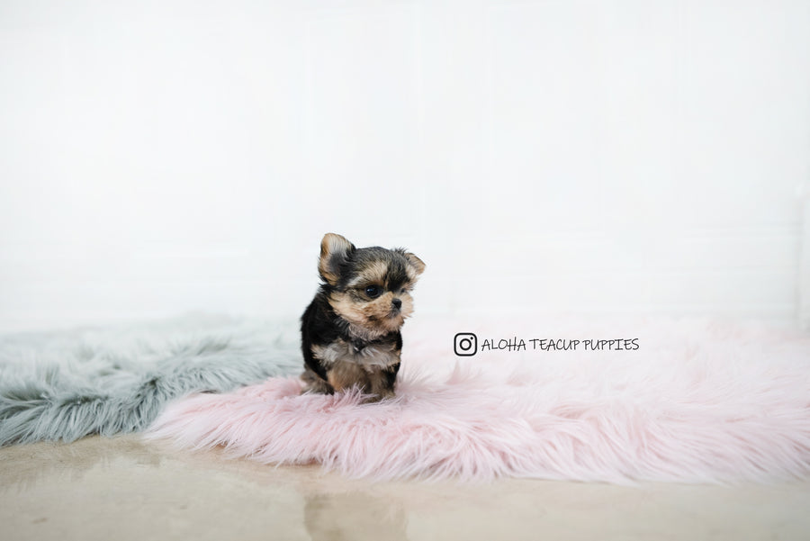 Margo [TEACUP YORKIE]