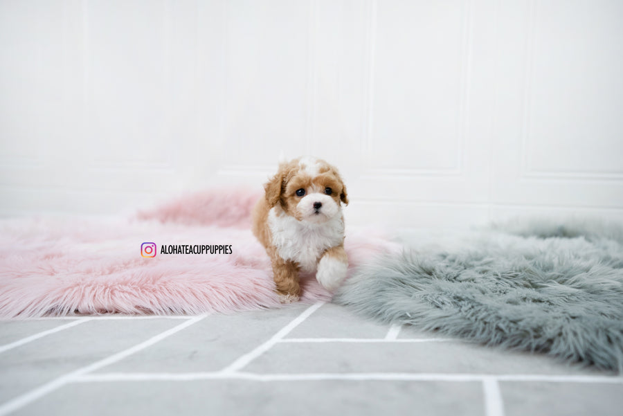 Lucas [TEACUP POODLE]