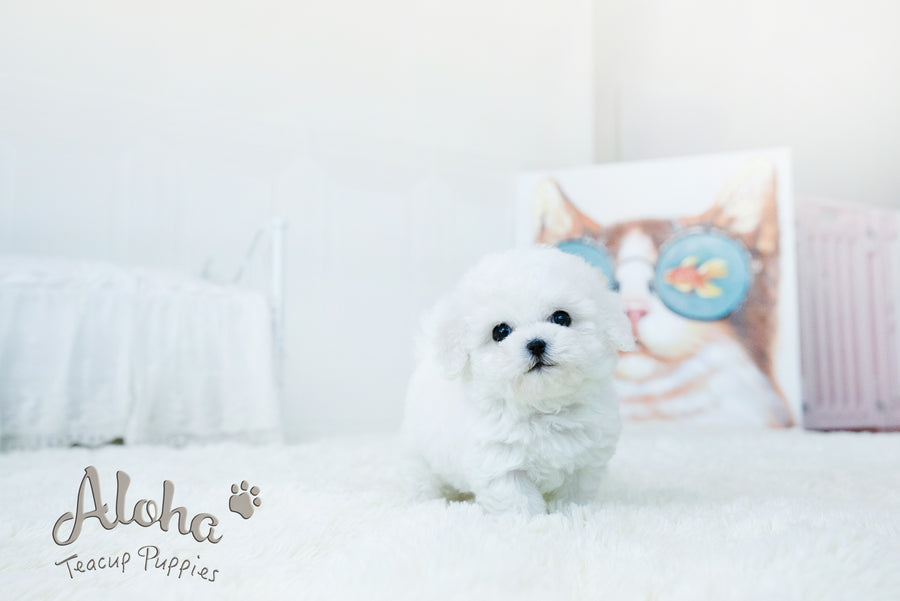 Lyle [TEACUP BICHON]