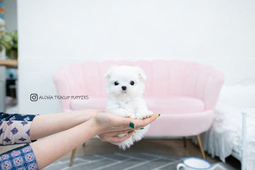 Tayo [TEACUP MALTESE]