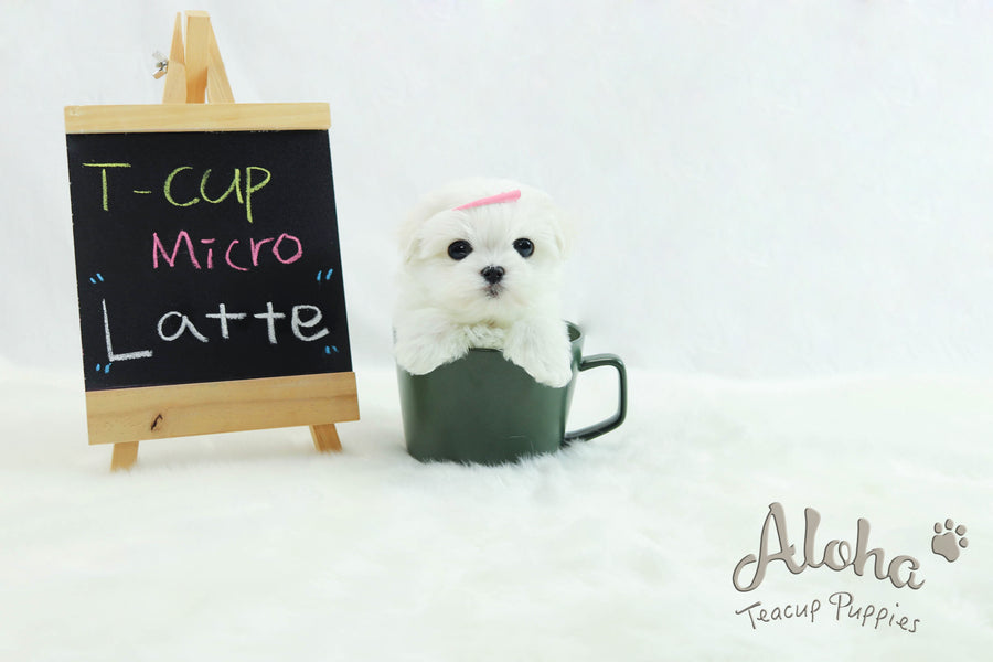 Sold to Kaitlyn, Latte [Teacup Maltese]