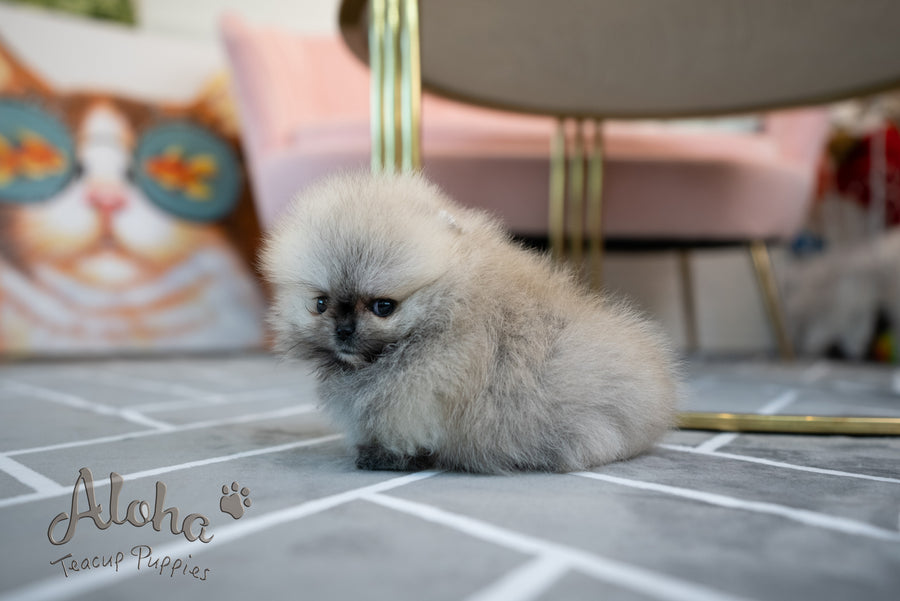 Bianca [TEACUP POMERANIAN]