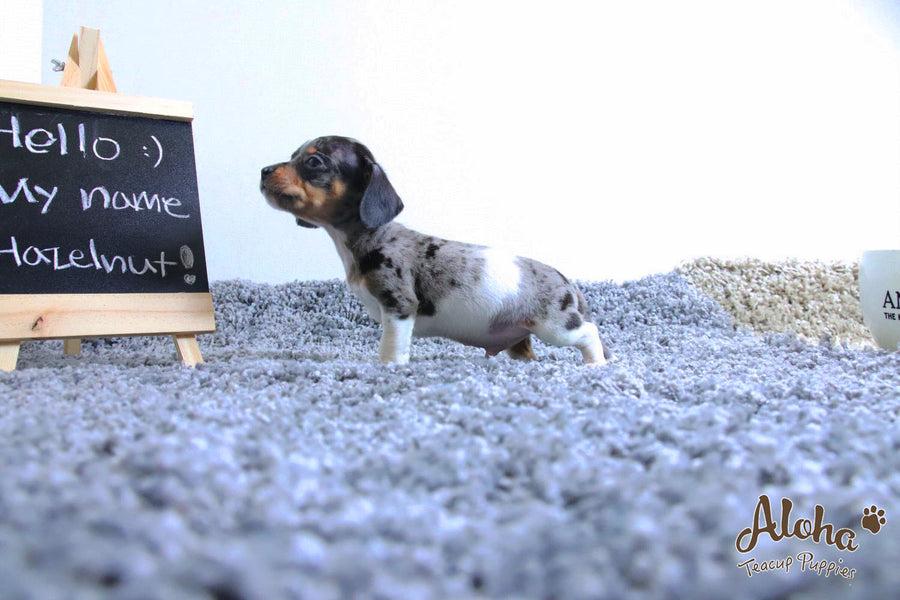 Sold to Laura, Hazelnut - [Dachshund]